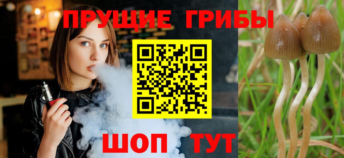 Сорочинск  Галлюциногенные грибы GOLDEN TEACHER  Вход с VPN 